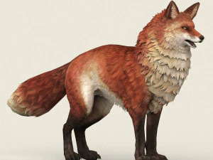game ready red fox 3D Model