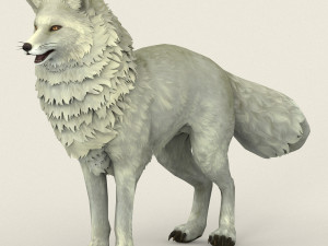 game ready white fox 3D-Modell