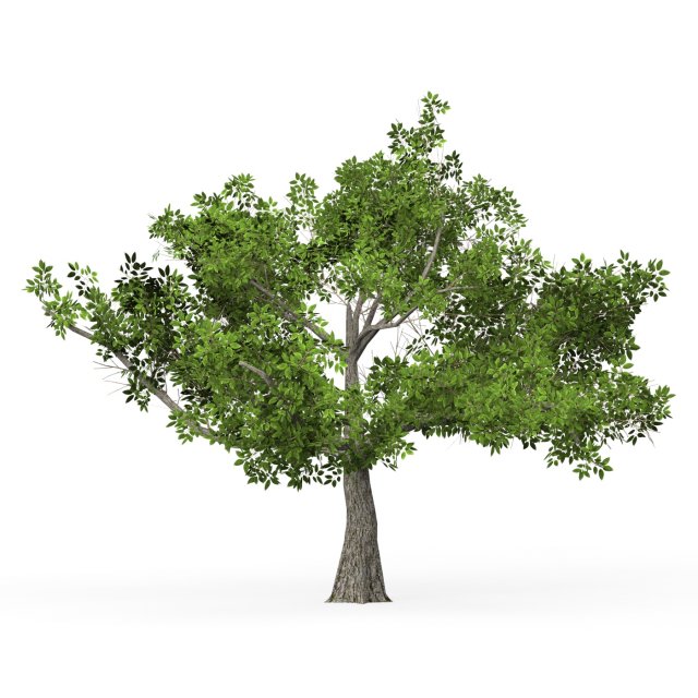 Game Ready Tree 01 Model 3D .c4d .max .obj .3ds .fbx .stl .blend 