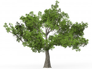 Game Ready Tree 01 3D मॉडल