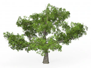 Game Ready Tree 01 3D Model
