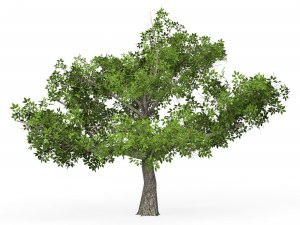 Game Ready Tree 01 Model 3D