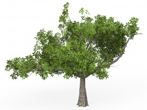 Game Ready Tree 01 Model 3D