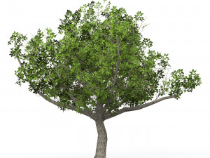 Game Ready Tree 02 3D मॉडल