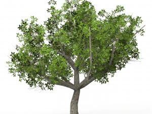 Gioco pronto Albero 02 Modello 3D