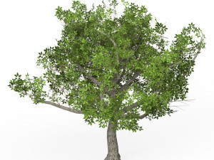 Game Ready Tree 02 3D मॉडल