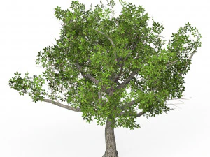 Gioco pronto Albero 02 Modello 3D