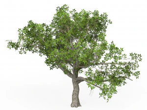 Game Ready Tree 03 3D Model