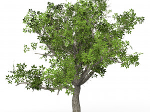 Game Ready Tree 03 3D 模型