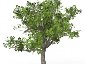 Game Ready Tree 03 3D Model