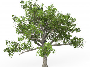 Game Ready Tree 03 3D 模型
