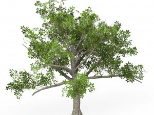 Game Ready Tree 03 3D Model