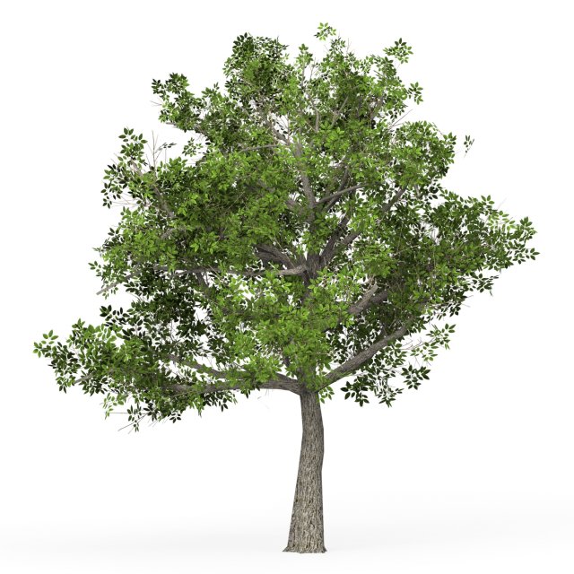 Game Ready Tree 04 3D Model .c4d .max .obj .3ds .fbx .stl .blend 