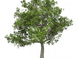 Arbre pr&ecirc;t pour le jeu 04 Modèle 3D