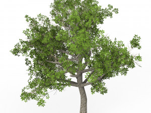 Game Ready Tree 04 3D Model