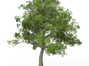 Game Ready Tree 04 3D Model