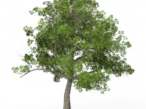 Game Ready Tree 04 3D Model