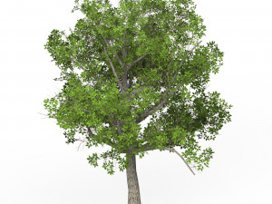 Game Ready Tree 04 3D Model