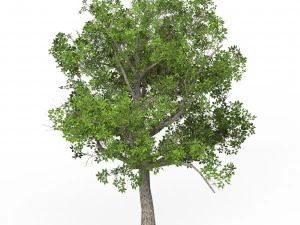 Game Ready Tree 04 3D Model