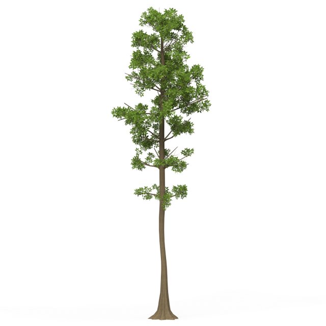 Game Ready Tree 05 Modèle 3D .c4d .max .obj .3ds .fbx .stl .blend 