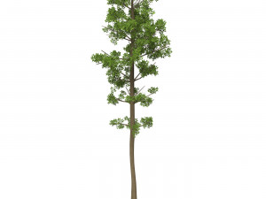 Game Ready Tree 05 3D मॉडल