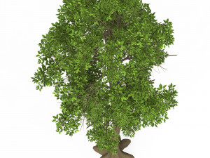 Game Ready Tree 05 Modèle 3D