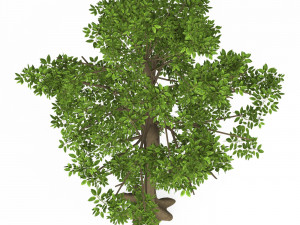Game Ready Tree 06 3D 模型