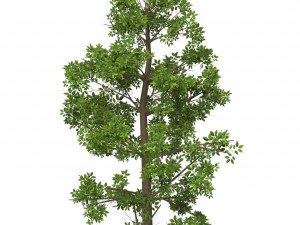 Game Ready Tree 07 3D Model