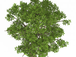 Game Ready Tree 07 Modelo 3D