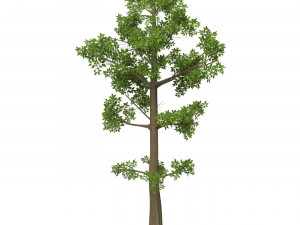 Game Ready Tree 08 3D Model