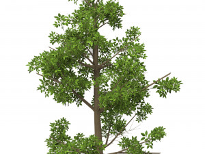 Game Ready Tree 08 3D मॉडल