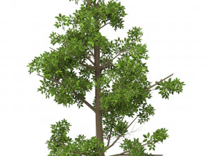 Гра Готове дерево 08 3D Модель