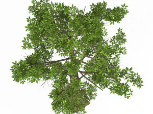 Гра Готове дерево 08 3D Модель