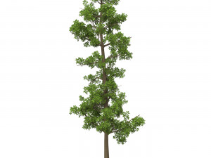 Game Ready Tree 09 3D मॉडल