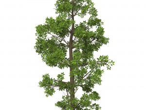 Game Ready Tree 09 Modelo 3D