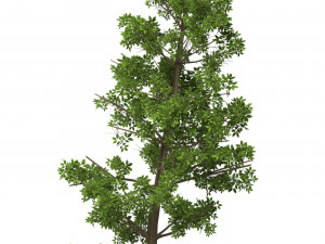 Game Ready Tree 10 3D Модель