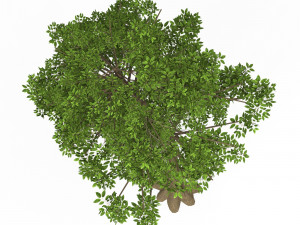 Game Ready Tree 10 3D Модель