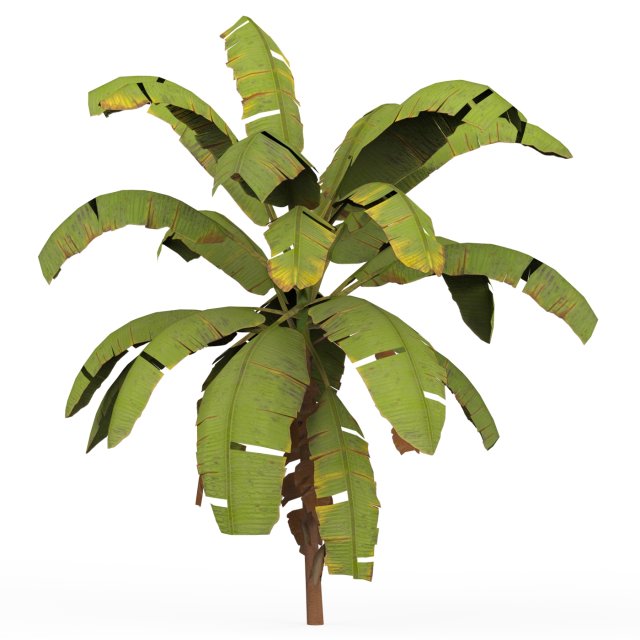 Banana Tree 01 3D Model .c4d .max .obj .3ds .fbx .stl .blend 