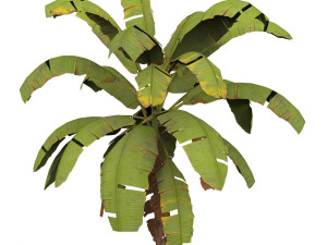 Banana Tree 01 3D 模型
