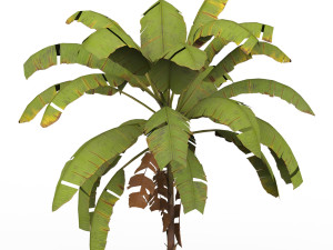 Banana Tree 01 3D Model