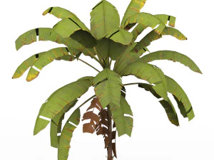 Banana Tree 01 3D Model