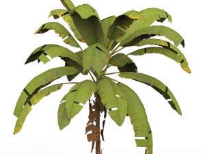 Banana Tree 01 3D Model