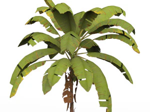 Banana Tree 01 3D Model