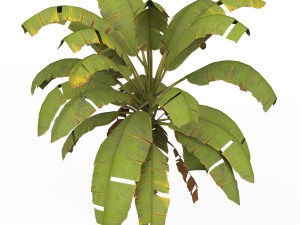 Banana Tree 01 3D Model