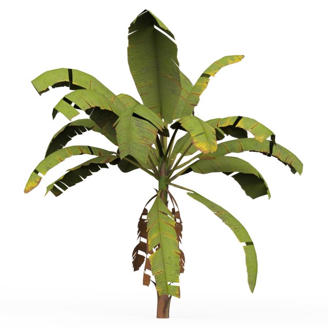 Banana Tree 02 3D-Modell .c4d .max .obj .3ds .fbx .stl .blend 