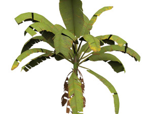 Banana Tree 02 3D Model