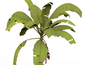 Banana Tree 02 3D-Modell