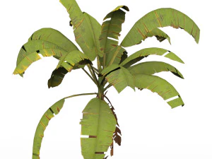 Banana Tree 02 3D Model