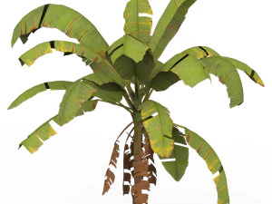 Banana Tree 02 3D Model