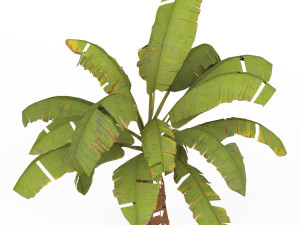 Banana Tree 02 3D-Modell
